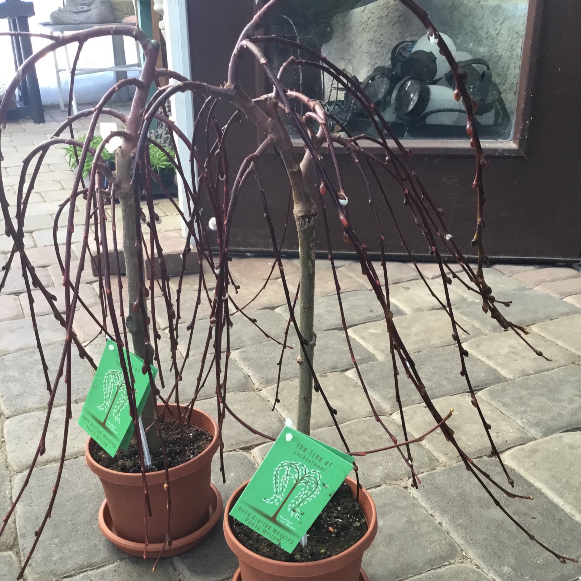 Pussy Willow Tree Of Enchantment Achin Back Garden Center Online Store