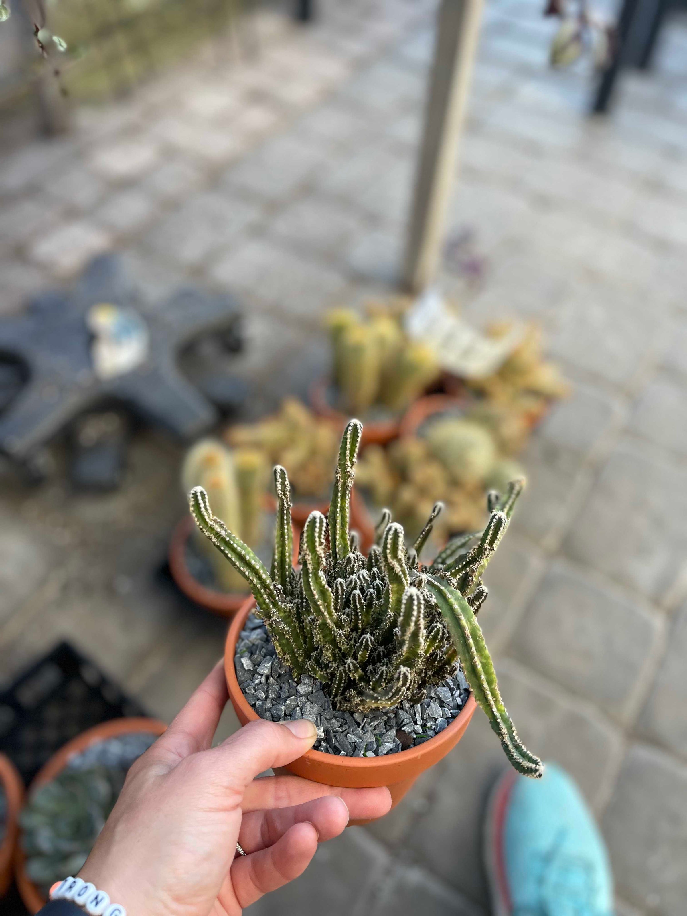 Alocasia Ninja (PW) | Achin' Back Garden Center Online Store