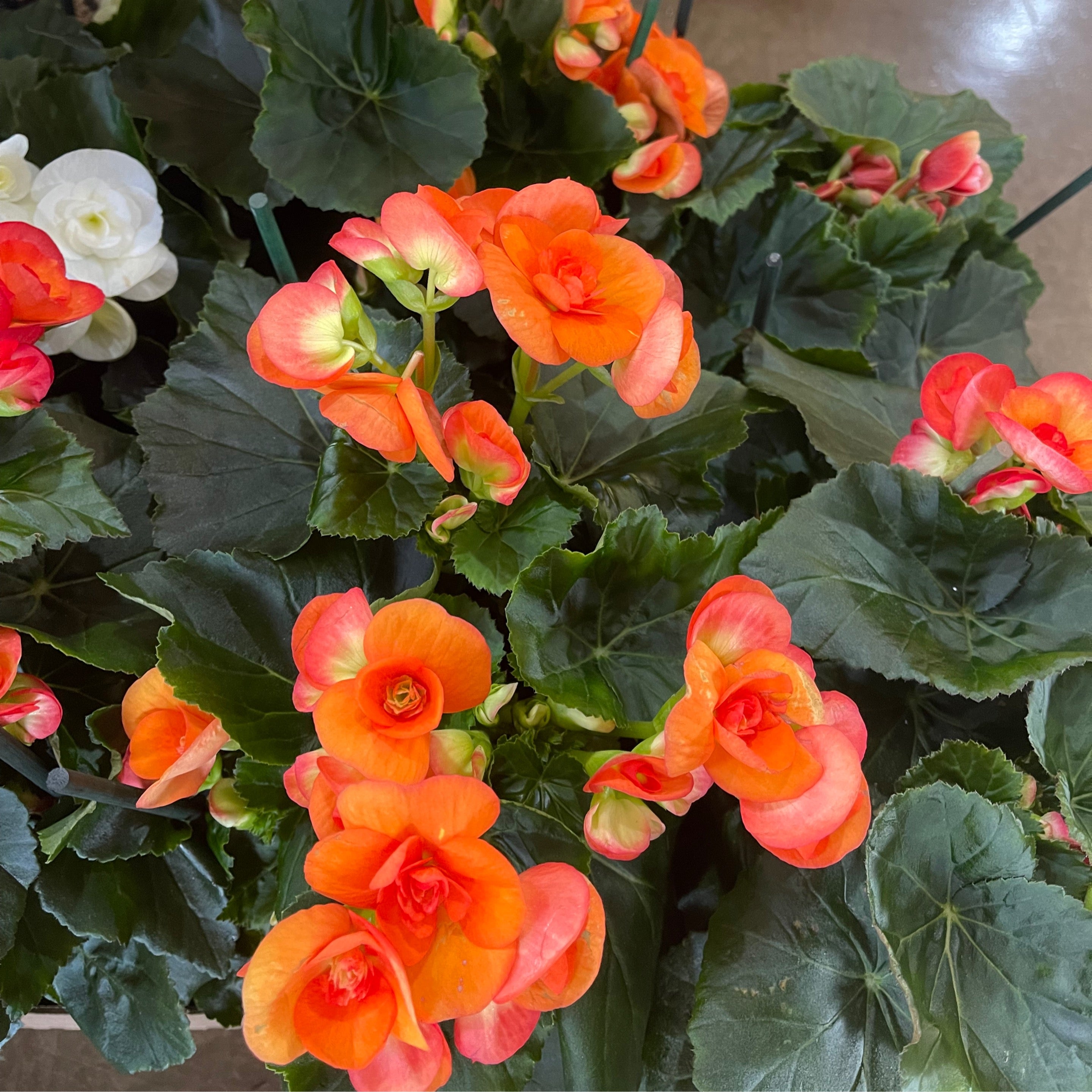 Begonia Elatior