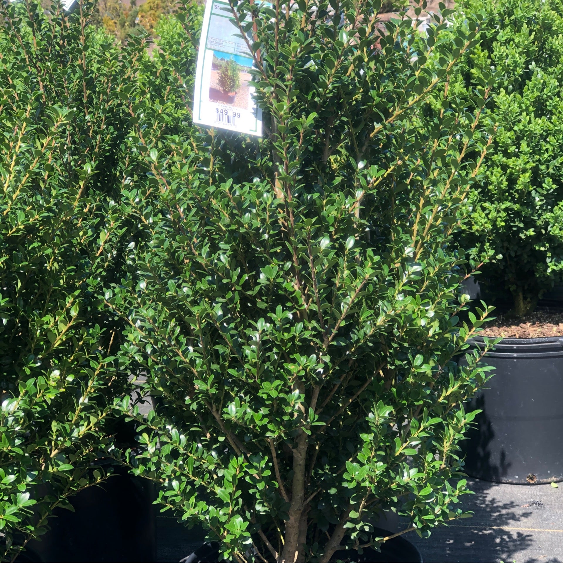 Ilex Steeds Holly | Achin' Back Garden Center Online Store