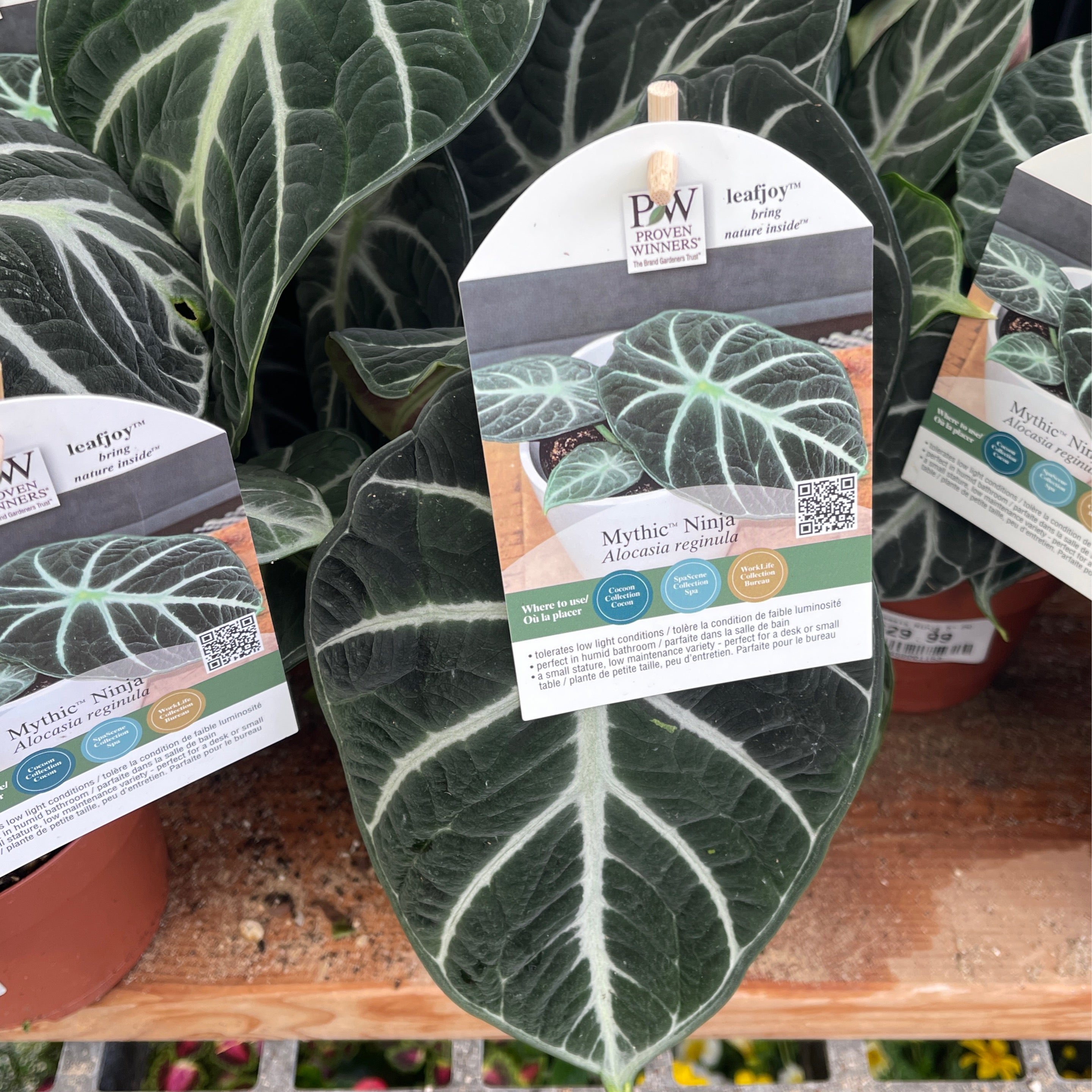 Alpinia rugosa アルピニア　ルゴサ　激レア　4芽付き　激安　大株 Alocasia Ninja (PW) | Achin' Back Garden Center Online Store