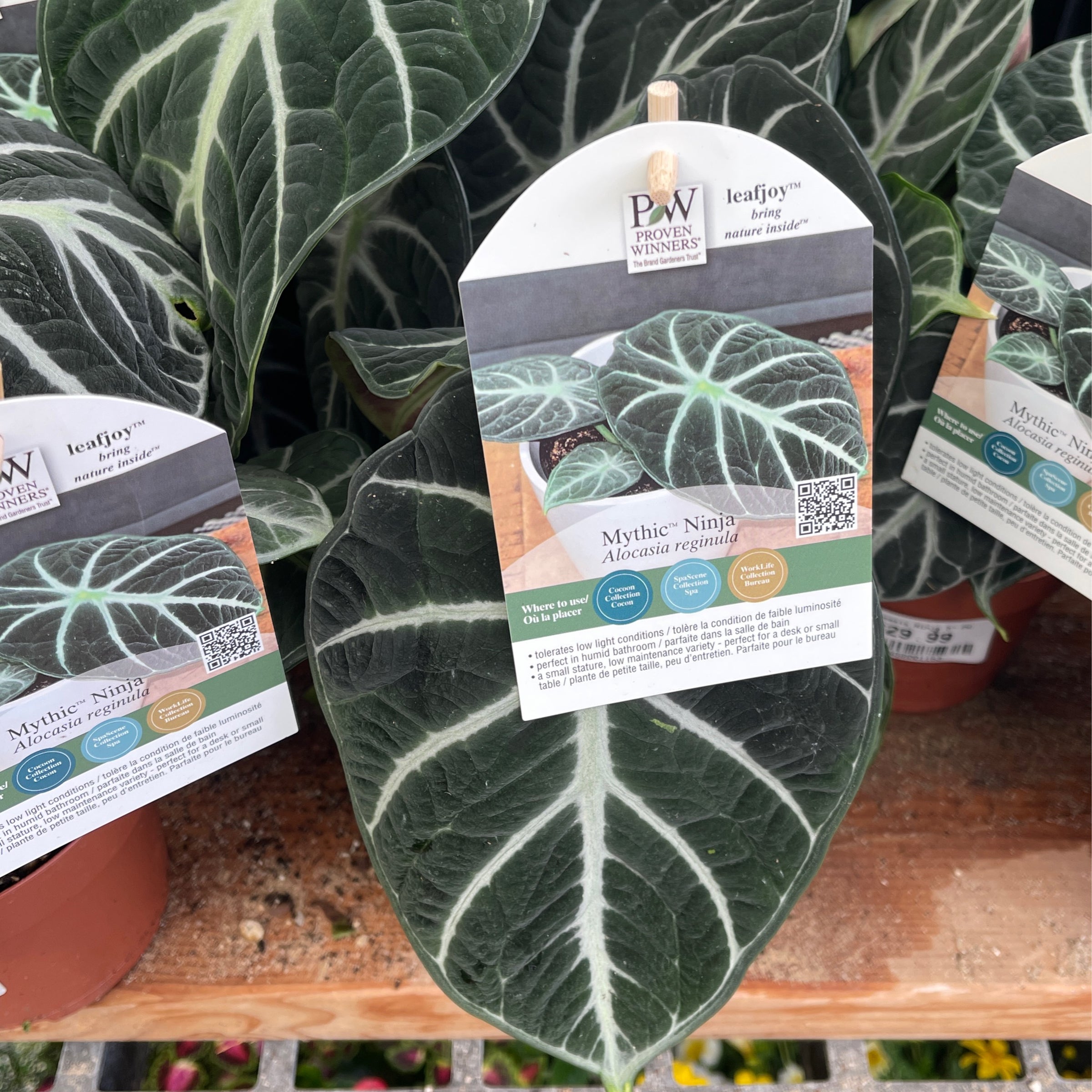 グローリーインシグニア Alocasia Ninja (PW) | Achin' Back Garden Center Online Store