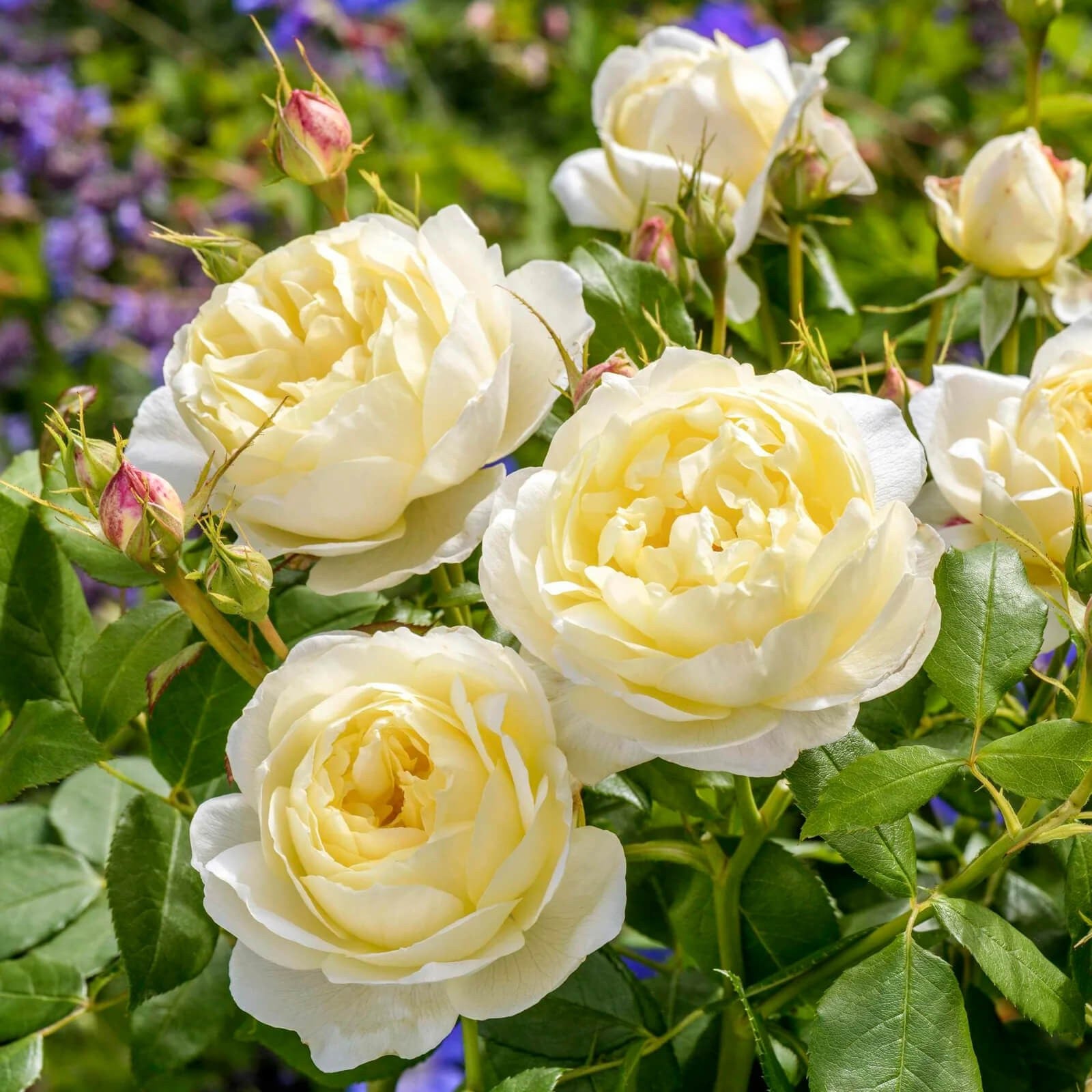 Rose All Dressed Up | Achin' Back Garden Center Online Store Rose All Dressed Up | Achin' Back Garden Center Online Store