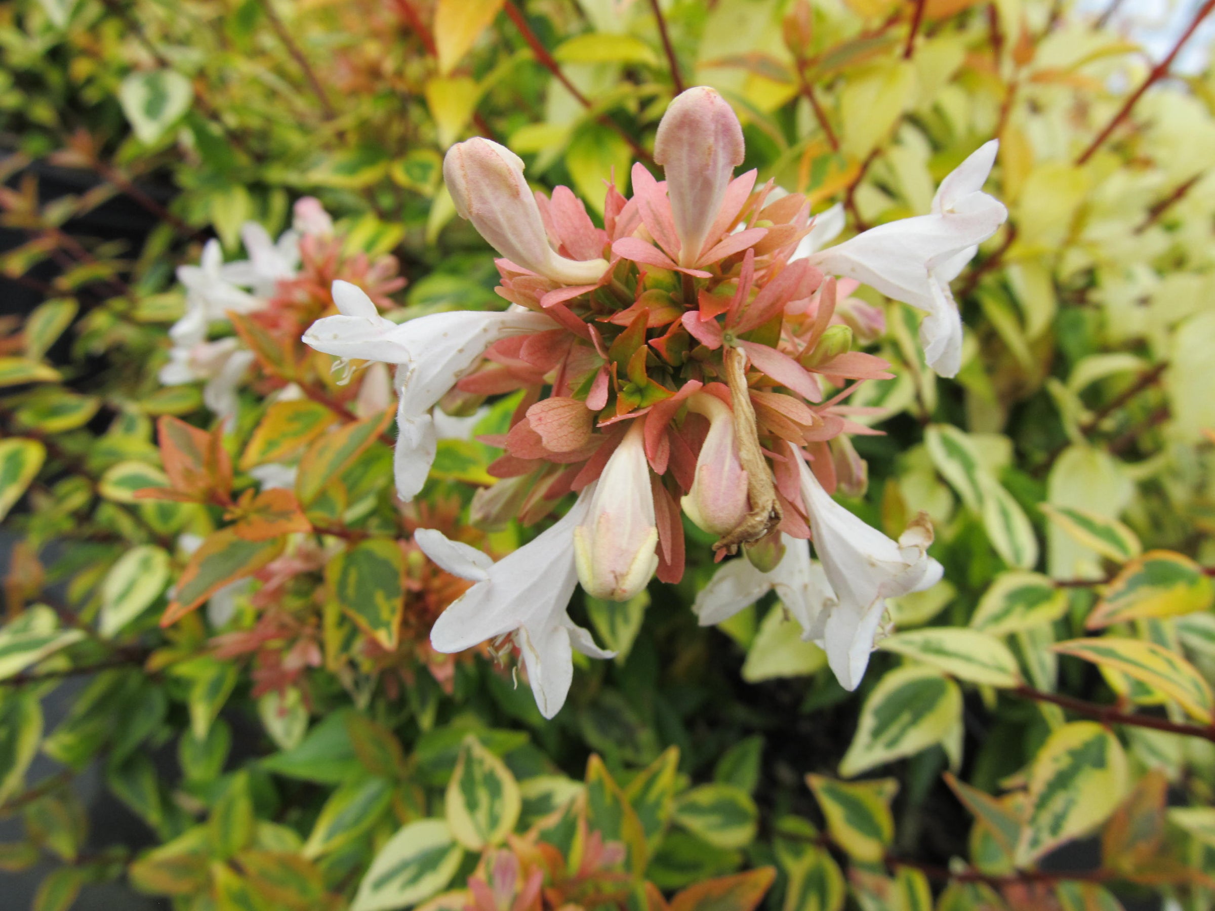 Abelia Kaleidoscope | Achin' Back Garden Center Online Store