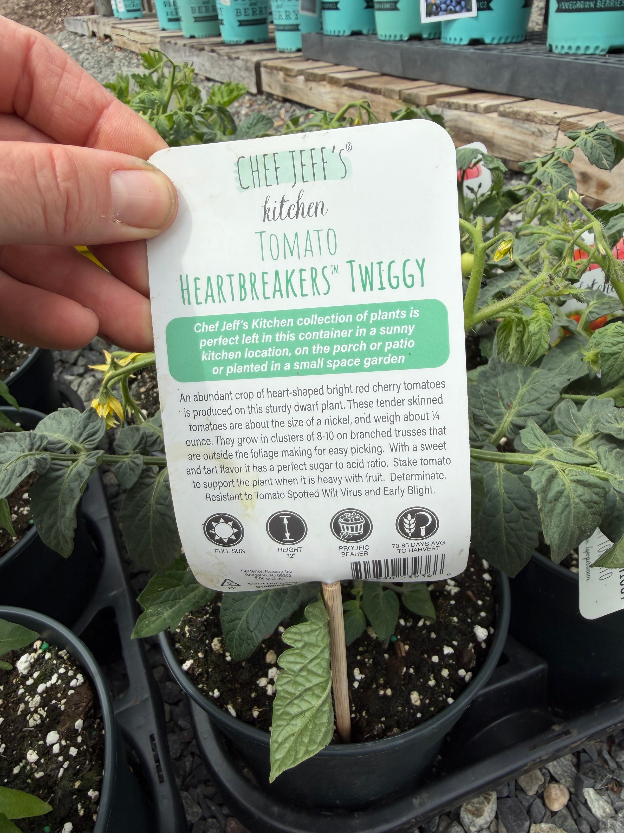 Chef Jeff Kitchen Tomato Heartbreaker Twiggy Red | Achin' Back