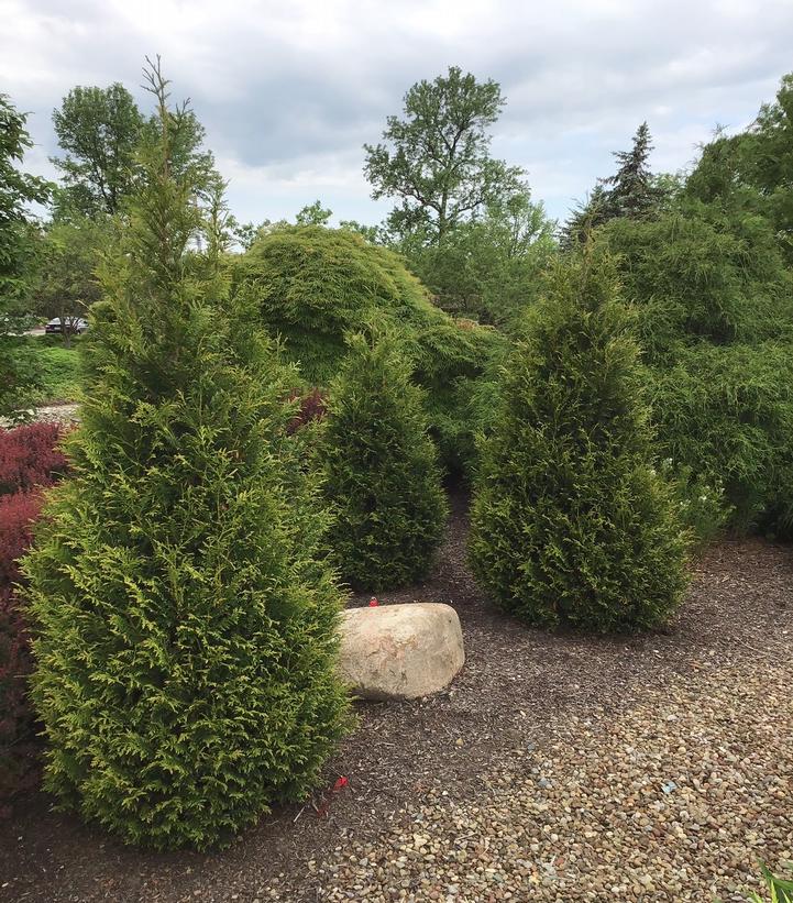 Thuja Junior Giant Arborvitae