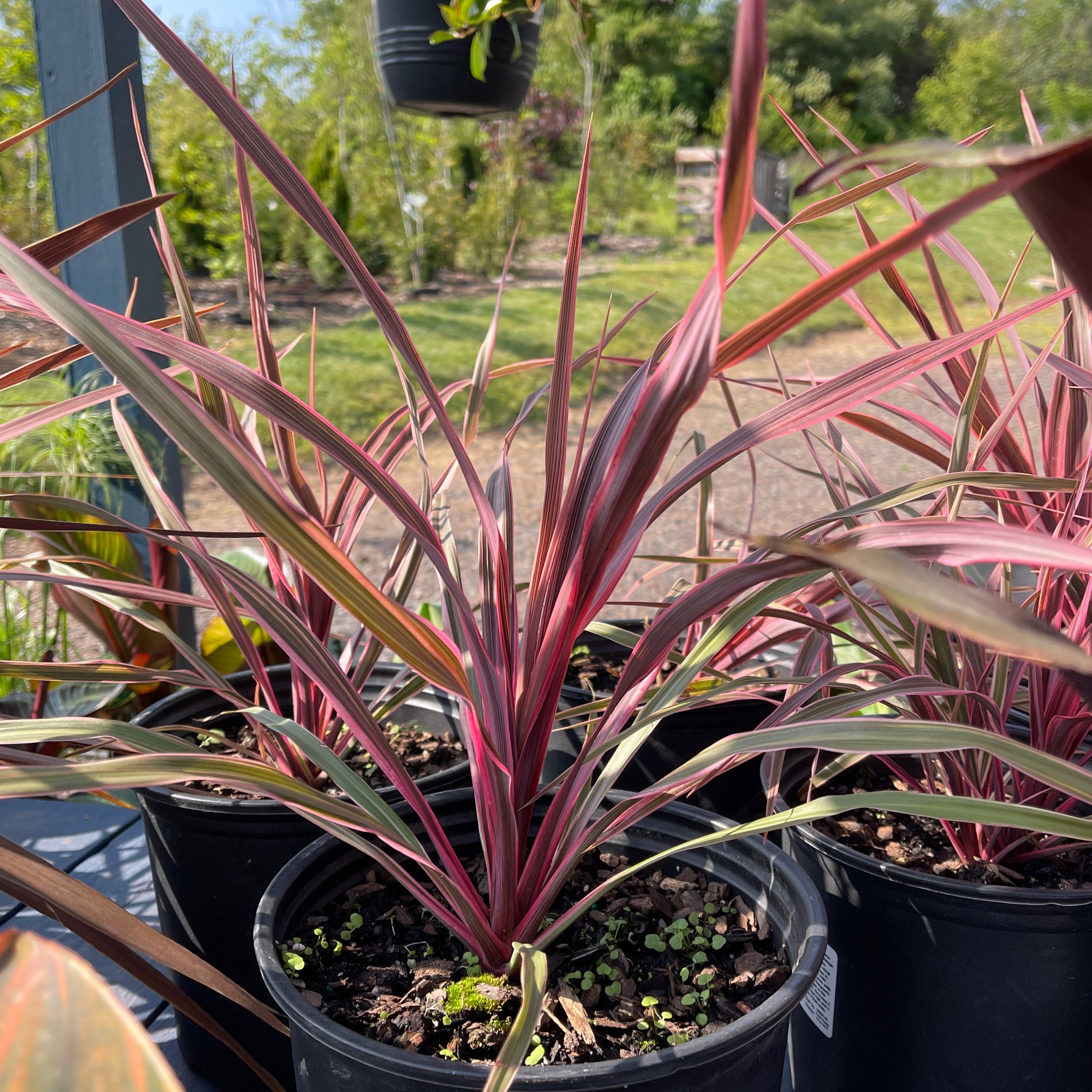 Dance Paso Doble Cordyline | Achin' Back Garden Center Online Store