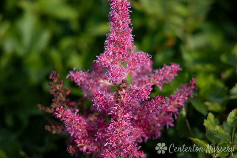 Astilbe Raspberry Astilbe Younique Raspberry | Achin' Back Garden Center Online Store