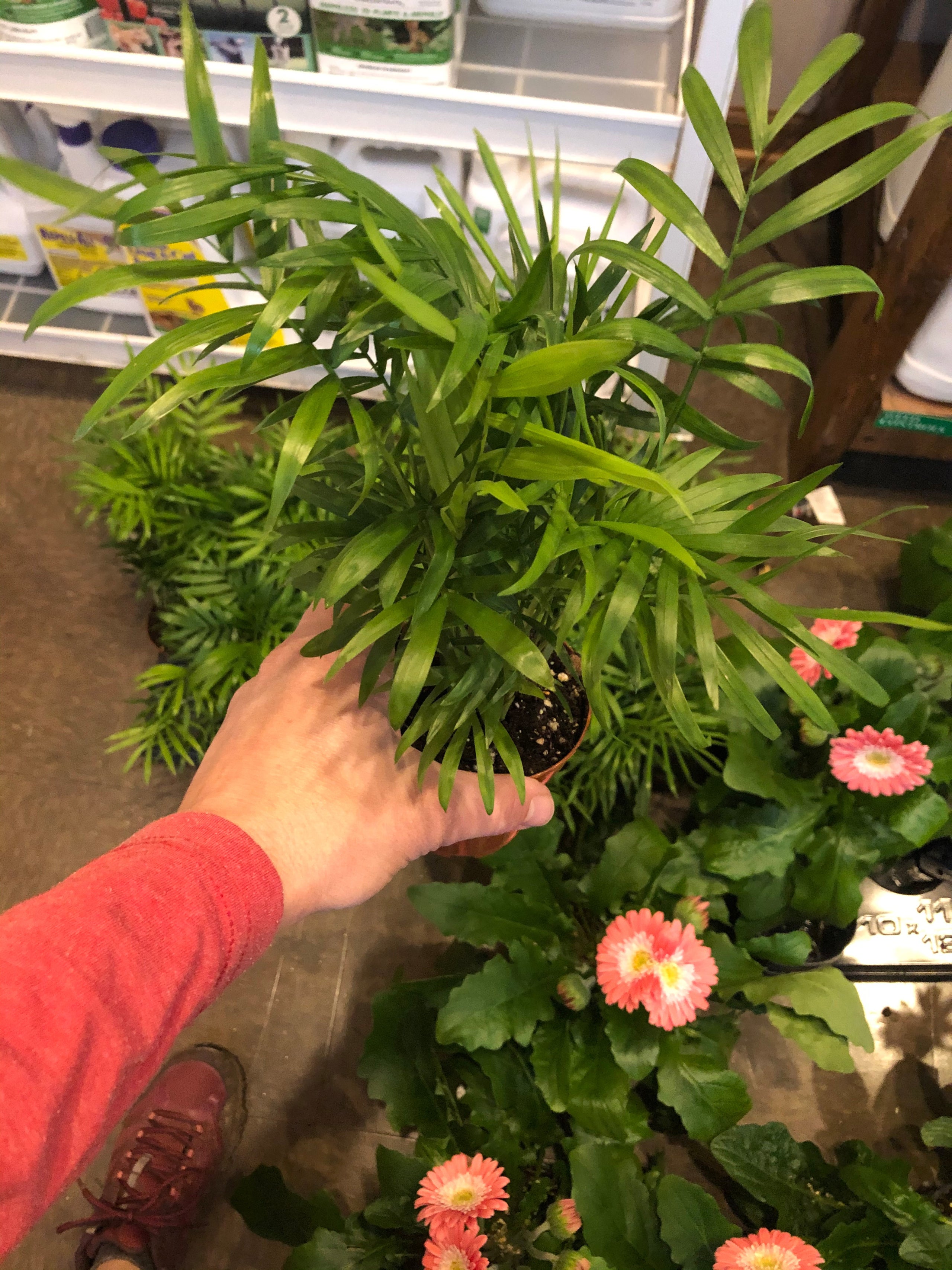 Palm Parlour Achin Back Garden Center Online Store palm-parlour-achin-back-garden-center-online-store