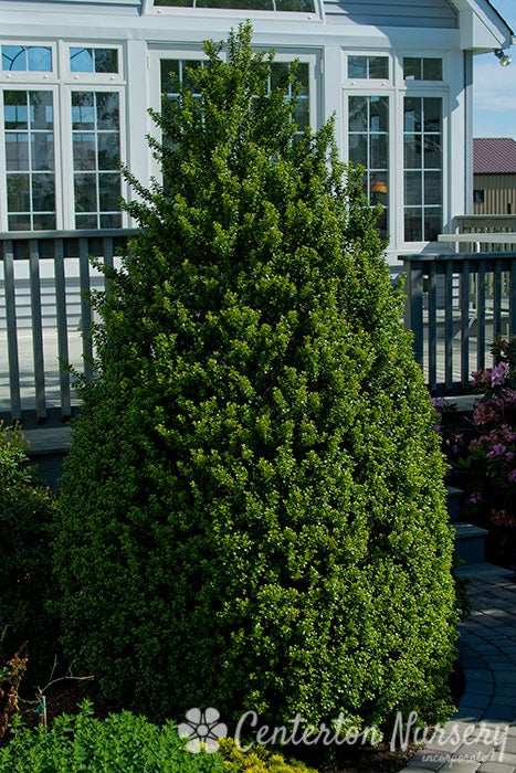 Ilex Steeds Holly | Achin' Back Garden Center Online Store