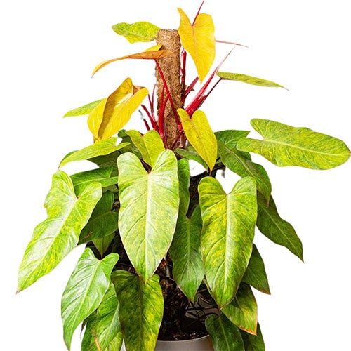 photinia red robin wachstum Photinia fraseri 'Little Red Robin' / Kleine Rote Glanzmispel main image 1