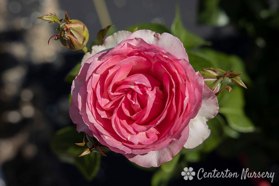 all dressed up rose Rosa 'All Dressed Up' (All Dressed Up Grandiflora Rose) Northwest Blooms