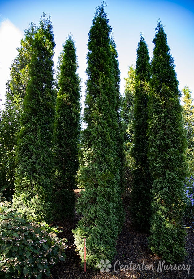 Thuja Thin Man | Achin' Back Garden Center Online Store