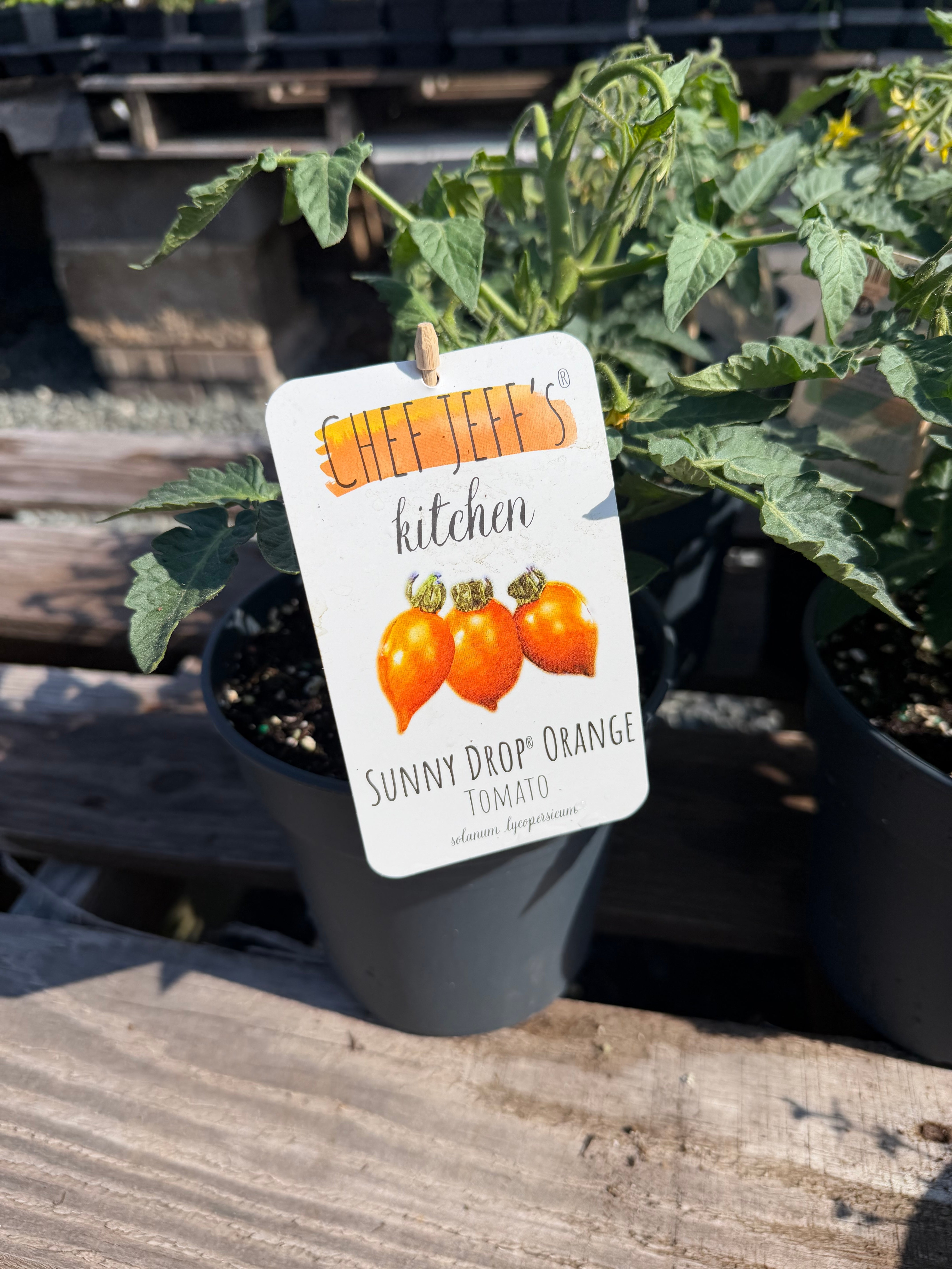 Chef Jeff Kitchen Tomato Sunny Drops Orange | Achin' Back Garden