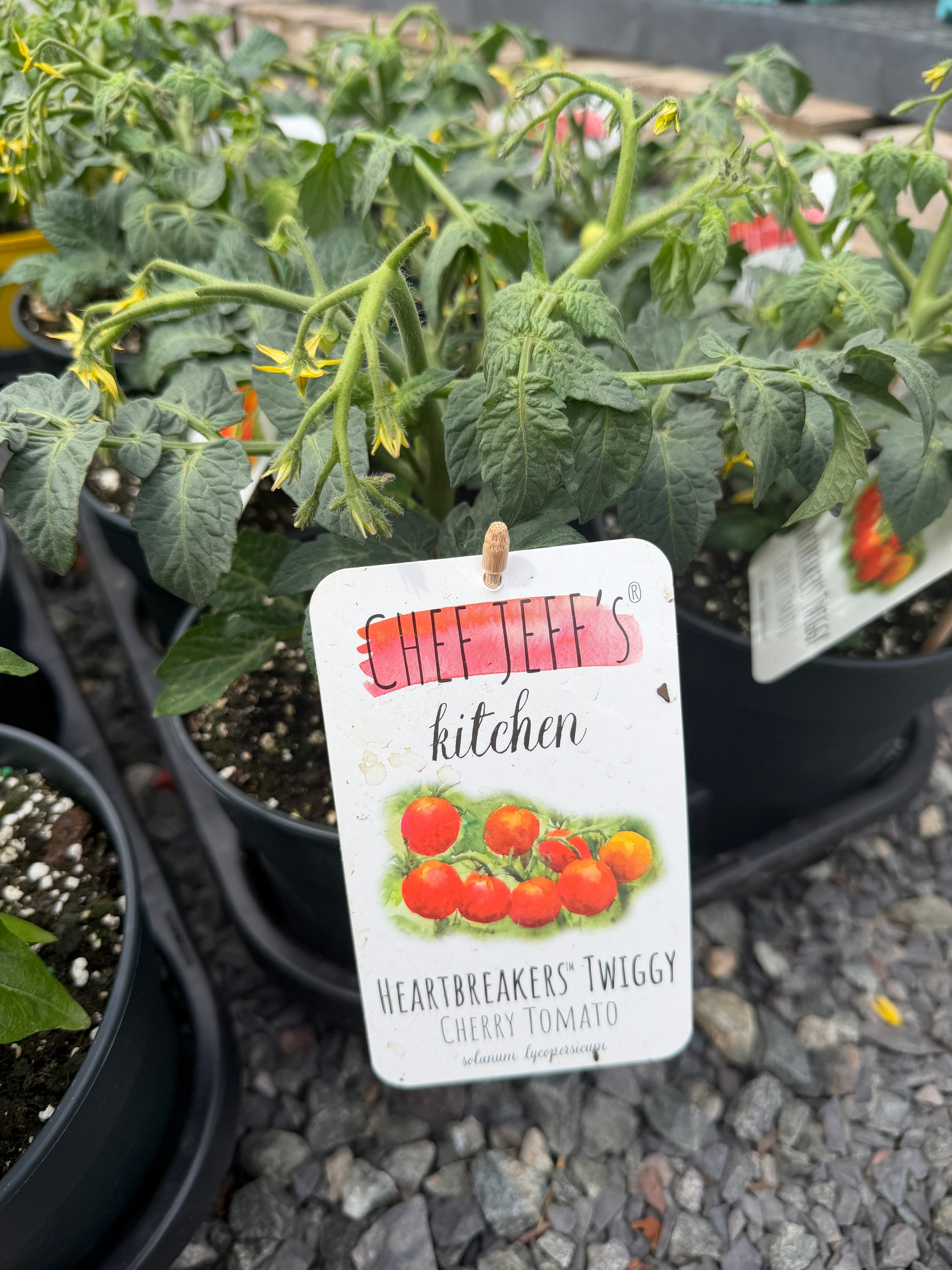 Chef Jeff Kitchen Tomato Heartbreaker Twiggy Red | Achin' Back