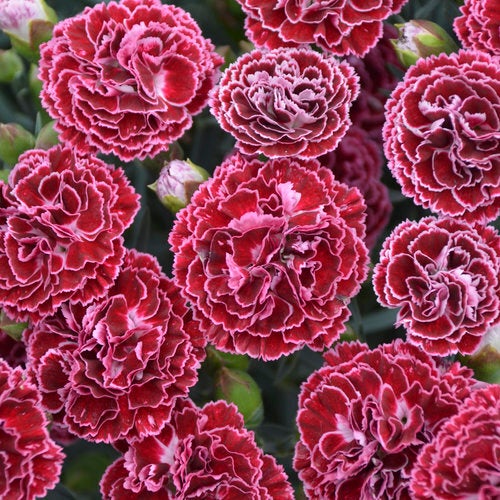 Dianthus Cherry Vanilla (PW) | Achin' Back Garden Center Online Store