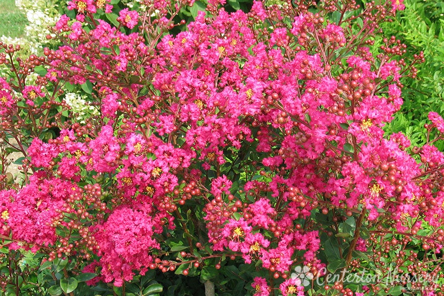 Lagerstroemia Center Punch Crape Myrtle Achin' Back Garden Center Online Store