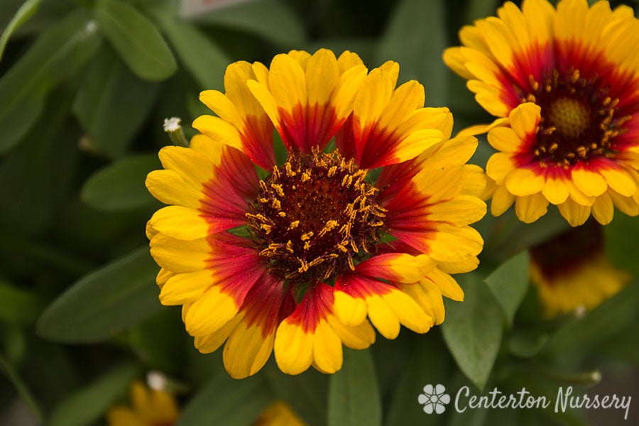 Gaillardia spintop red discount starburst