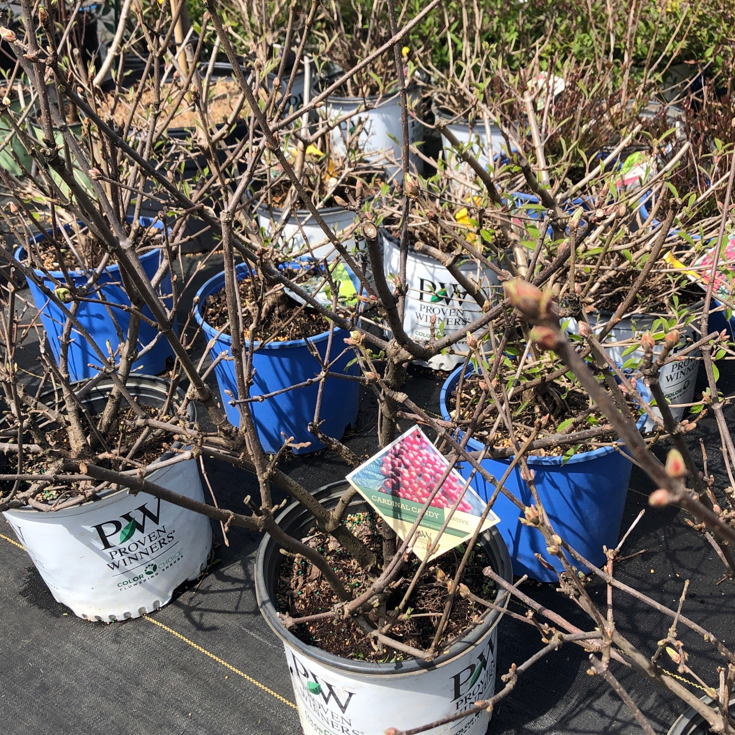 Viburnum Cardinal Candy Achin Back Garden Center Online Store