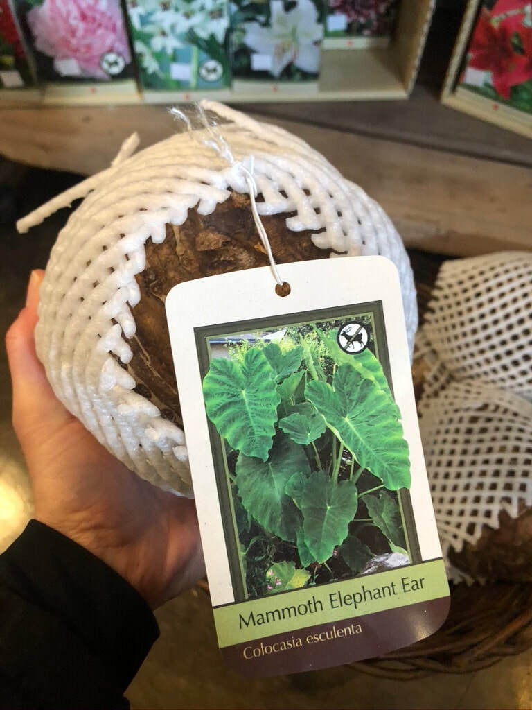 Mammoth Elephant Ear Bulb Colocasia Escuelenta Achin' Back Garden Center Online Store
