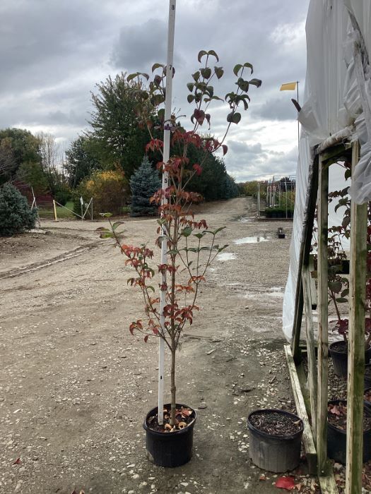 Cornus Rosy Teacups Dogwood Achin' Back Garden Center Online Store