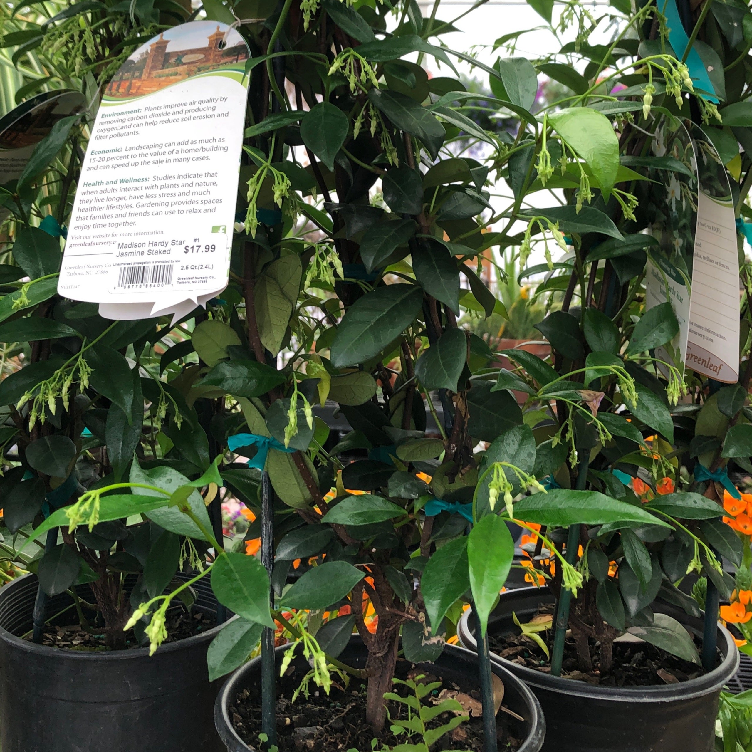 Jasmine Madison Star staked 1 gallon | Achin' Back Garden Center Online